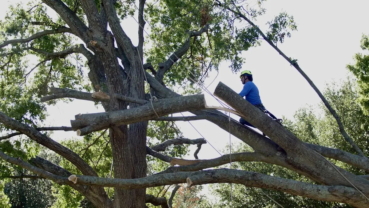 Professional Crown Thinning performed by certified arborists in Pendleton